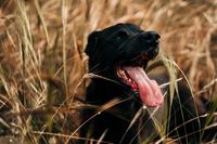 vecteezy_black-labrador-retriever-in-wheat-field_1224651